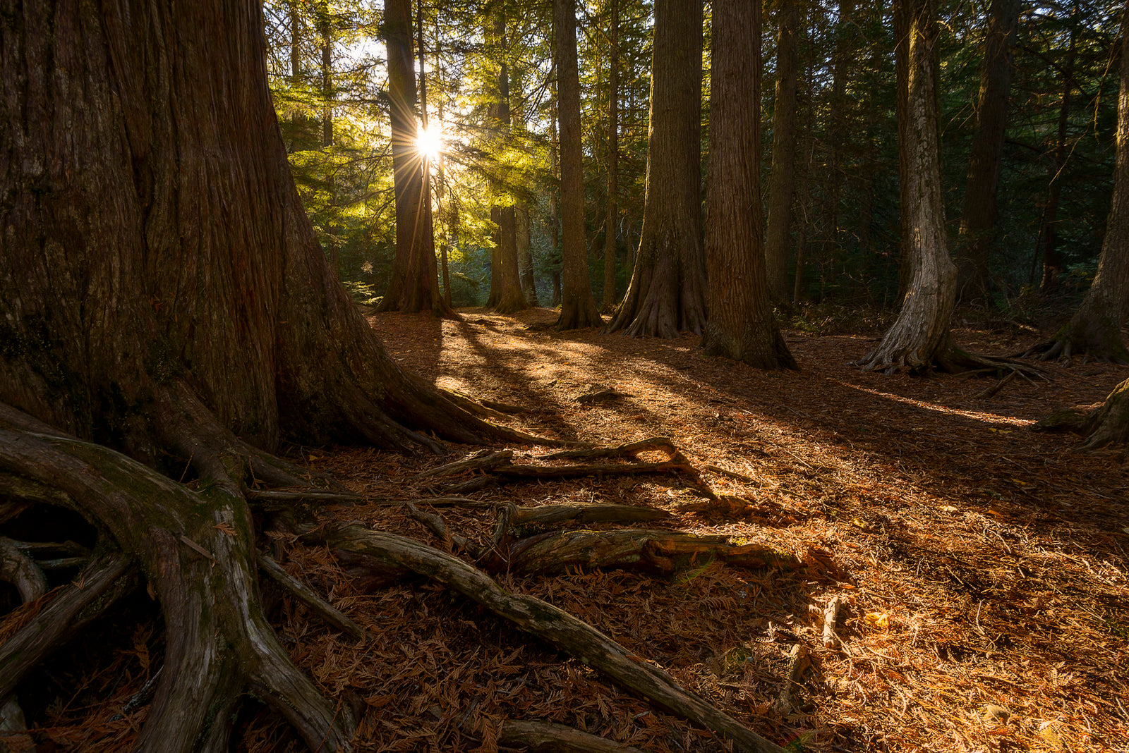 Control Lens Flare - Outdoor Photographer Magazine - May 2016 Issue