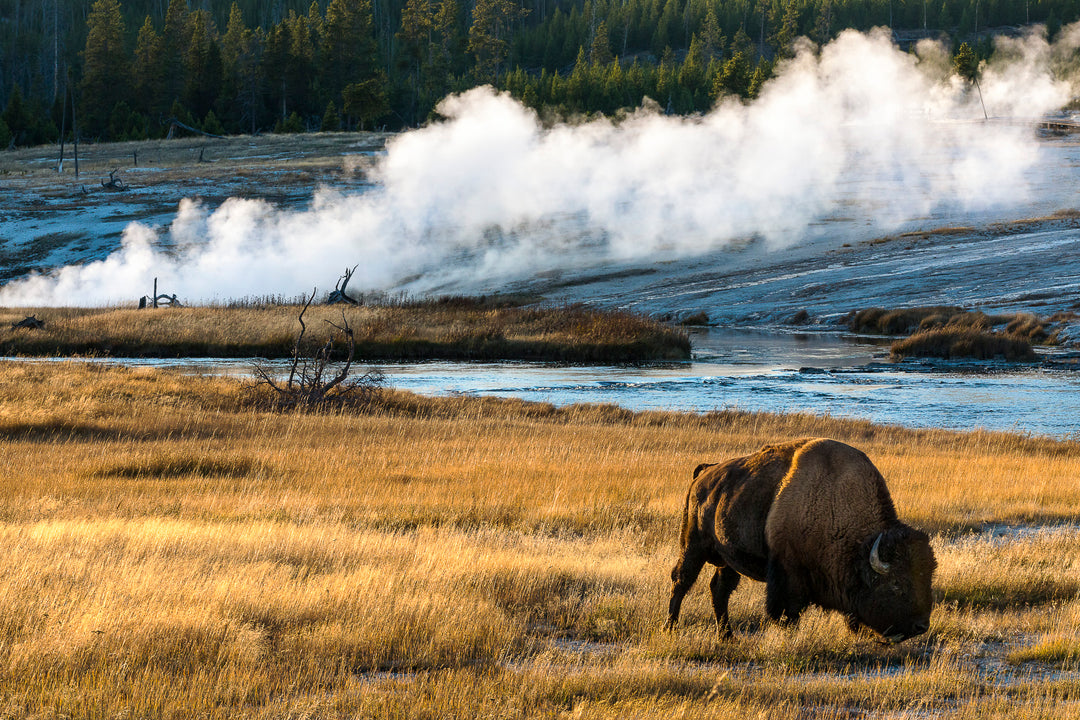 Yellowstone National Park Bison, WY