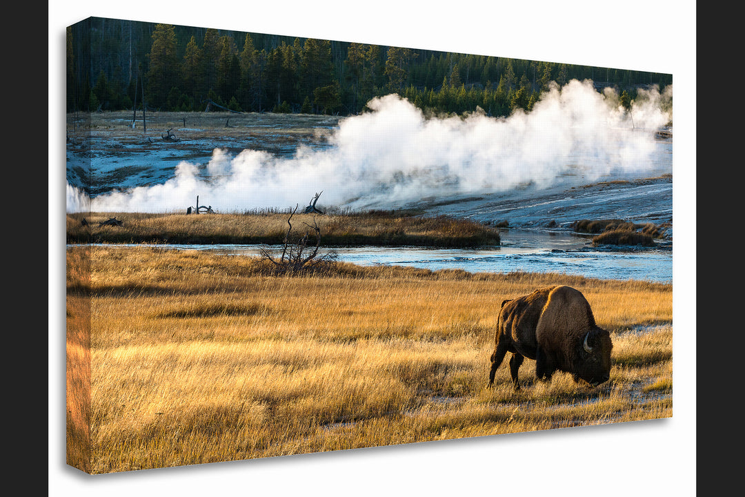 Yellowstone National Park Bison, WY - Canvas Gallery Wrap