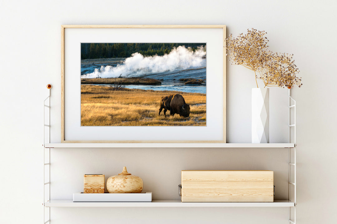 Yellowstone National Park Bison, WY - Framed Lustre Print