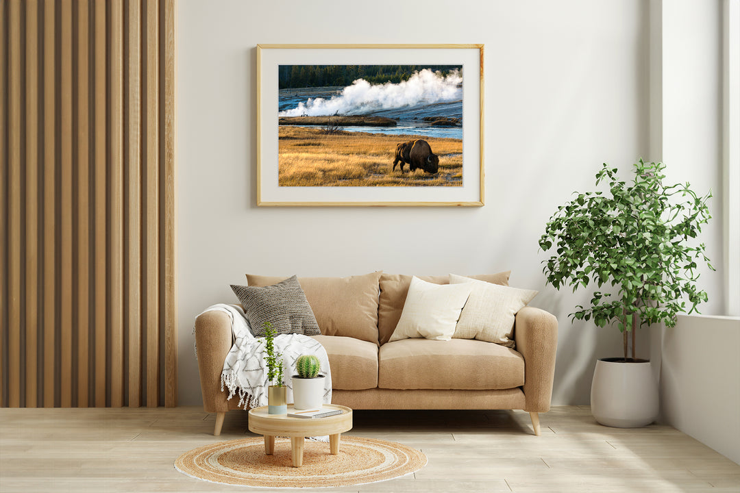 Yellowstone National Park Bison, WY - Framed Lustre Print on Wall
