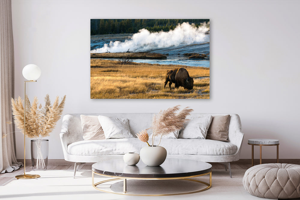 Yellowstone National Park Bison, WY - Metal Print