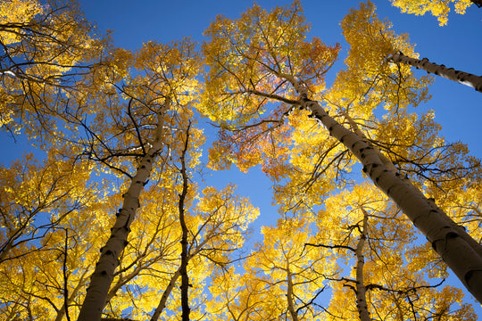 Autumn Radiance, Telluride, Colorado