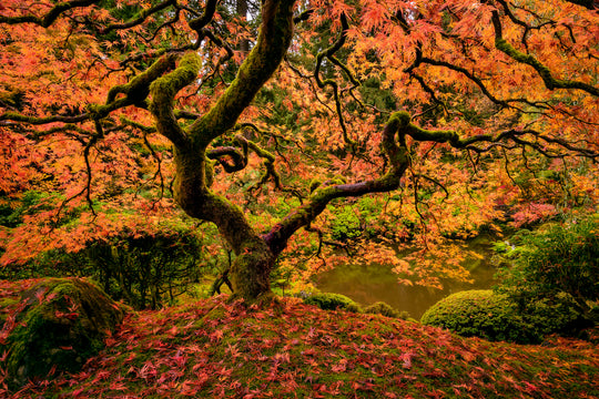 Maple Tree in Autumn, Portland Japanese Garden, OR