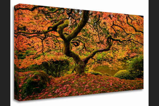Maple Tree in Autumn, Portland Japanese Garden, OR - Canvas Gallery Wrap