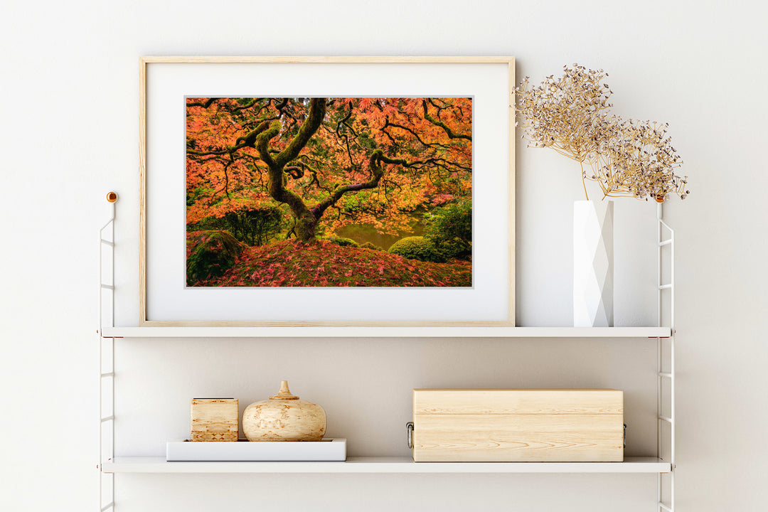 Maple Tree in Autumn, Portland Japanese Garden, OR - Framed Lustre Print
