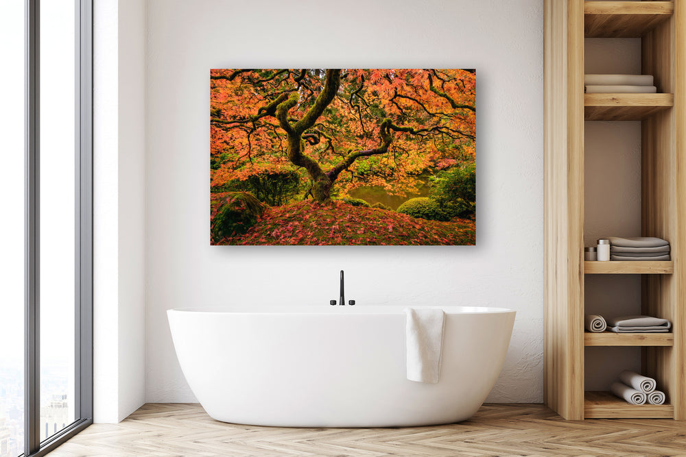 Maple Tree in Autumn, Portland Japanese Garden, OR - Metal Print
