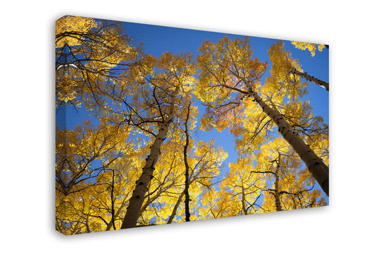Autumn Radiance, Telluride, Colorado