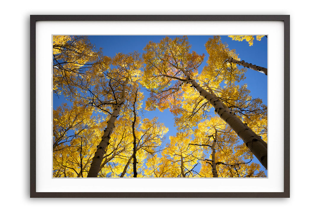 Autumn Radiance, Telluride, Colorado