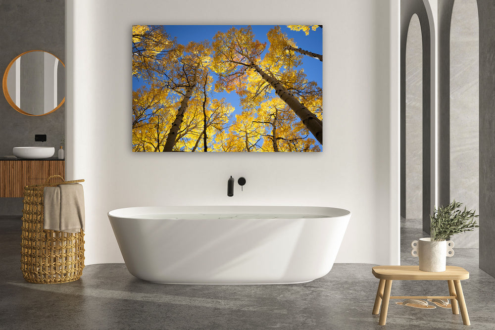 Autumn Radiance, Telluride, Colorado