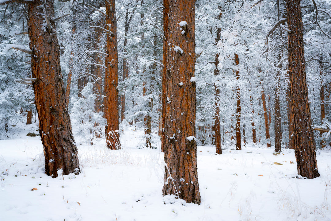 Pine Trees in Snow, Front Range, CO