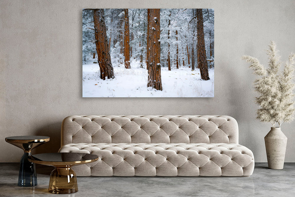 Pine Trees in Snow, Front Range, CO - Metal Print