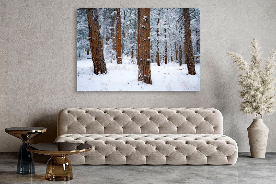 Pine Trees in Snow, Front Range, CO - Metal Print