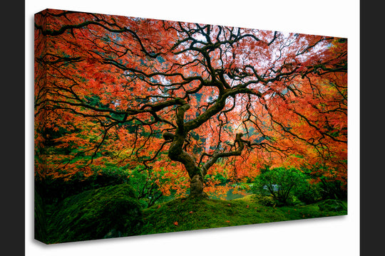Maple Tree with Fall Colors, Portland Japanese Garden, OR - Canvas Gallery Wrap