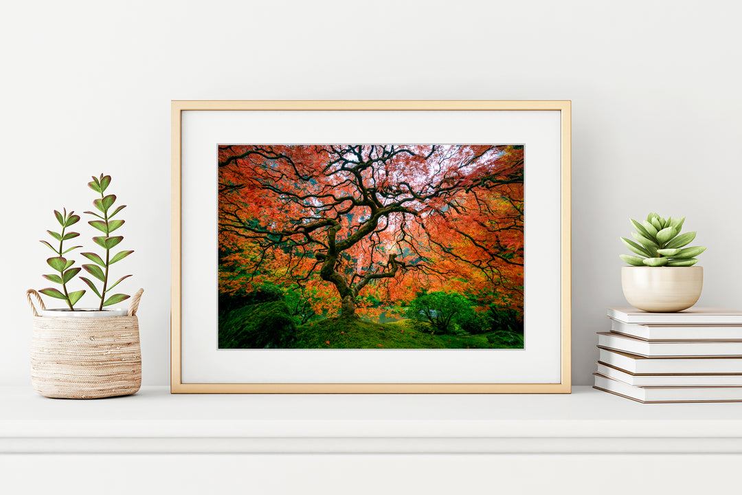 Maple Tree with Fall Colors, Portland Japanese Garden, OR - Framed Lustre Print