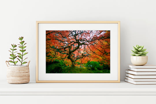 Maple Tree with Fall Colors, Portland Japanese Garden, OR - Framed Lustre Print