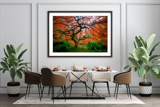 Maple Tree with Fall Colors, Portland Japanese Garden, OR - Framed Lustre Print on Wall