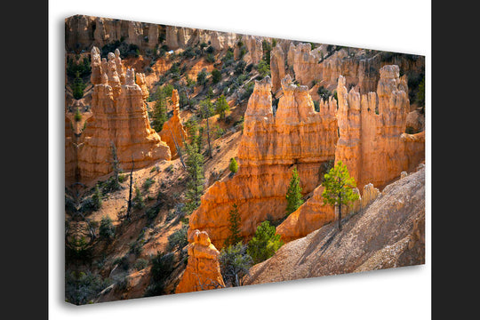 Fairyland Point, Bryce Canyon National Park, UT - Canvas Gallery Wrap