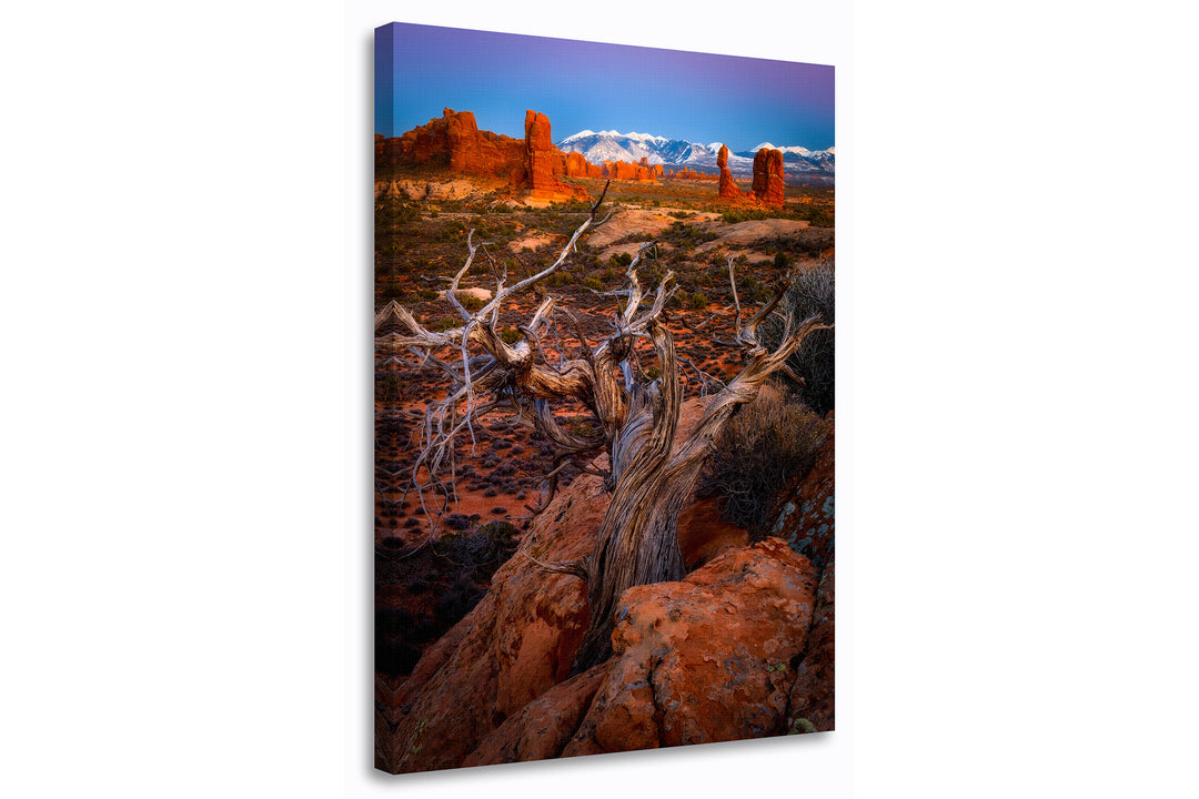 Pinyon Pine Overlooking Arches National Park, UT - Canvas Gallery Wrap