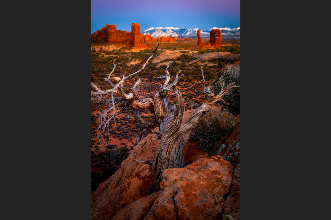 Pinyon Pine Overlooking Arches National Park, UT