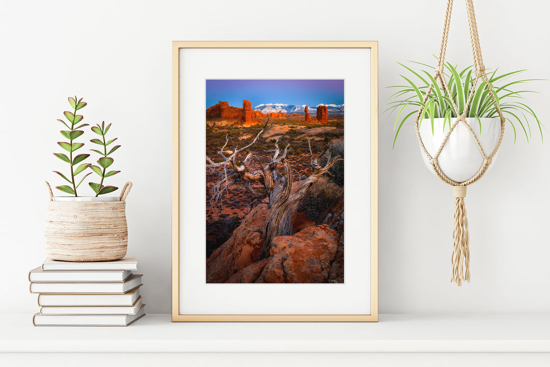 Pinyon Pine Overlooking Arches National Park, UT - Framed Lustre Print