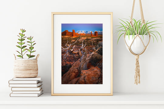 Pinyon Pine Overlooking Arches National Park, UT - Framed Lustre Print