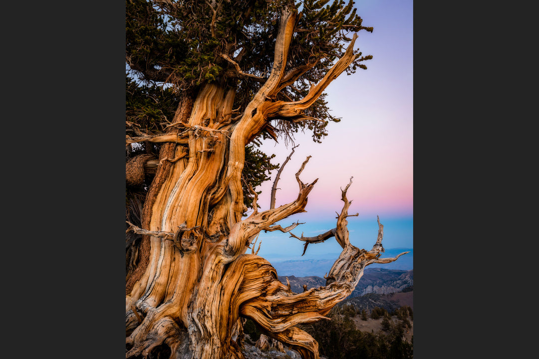 Ancient Bristlecone Pine Tree, White Mountains, CA