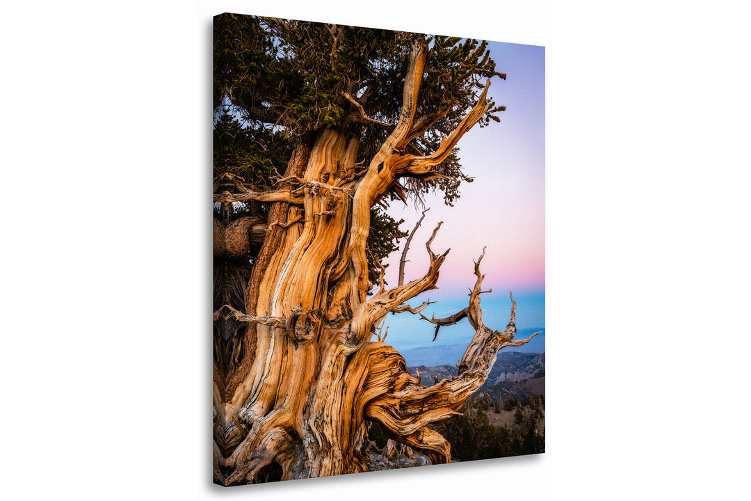 Ancient Bristlecone Pine Tree, White Mountains, CA - Canvas Gallery Wrap
