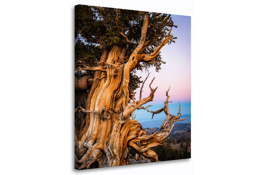 Ancient Bristlecone Pine Tree, White Mountains, CA - Canvas Gallery Wrap