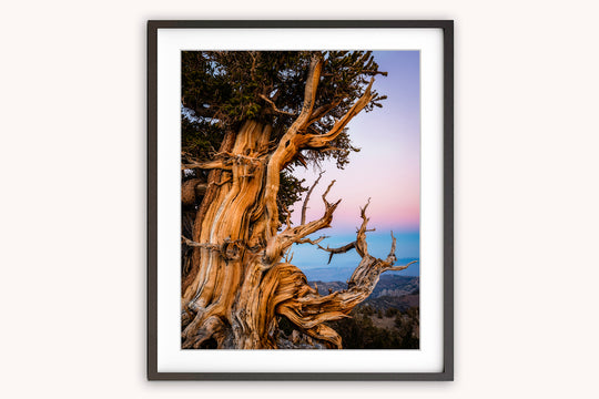 Ancient Bristlecone Pine Tree, White Mountains, CA - Framed Lustre Print