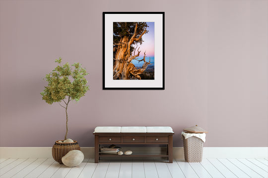 Ancient Bristlecone Pine Tree, White Mountains, CA - Framed Lustre Print on Wall
