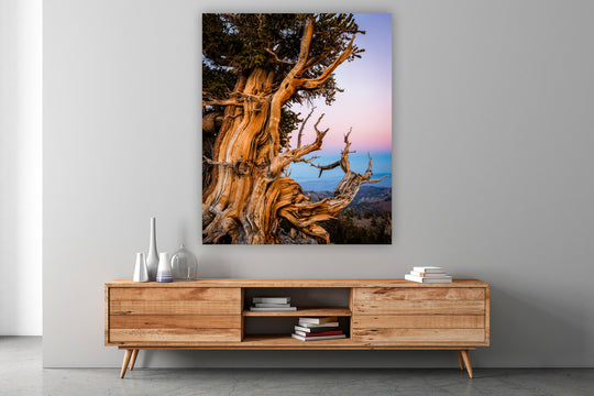 Ancient Bristlecone Pine Tree, White Mountains, CA - Metal Print
