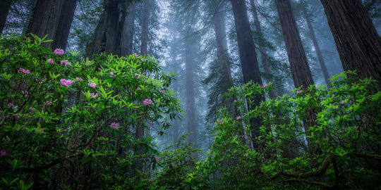 Redwoods and Rhododendrons Near Crescent City, CA