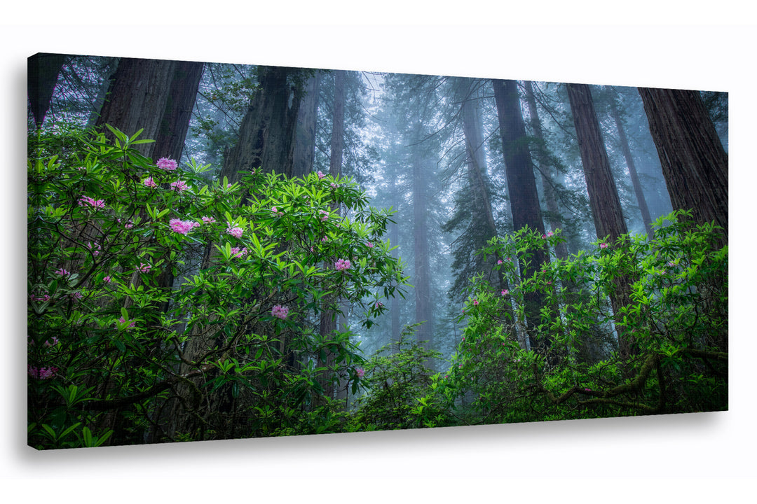 Redwoods and Rhododendrons Near Crescent City, CA - Canvas Gallery Wrap