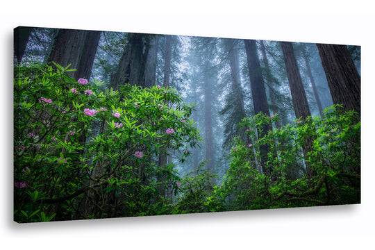 Redwoods and Rhododendrons Near Crescent City, CA - Canvas Gallery Wrap