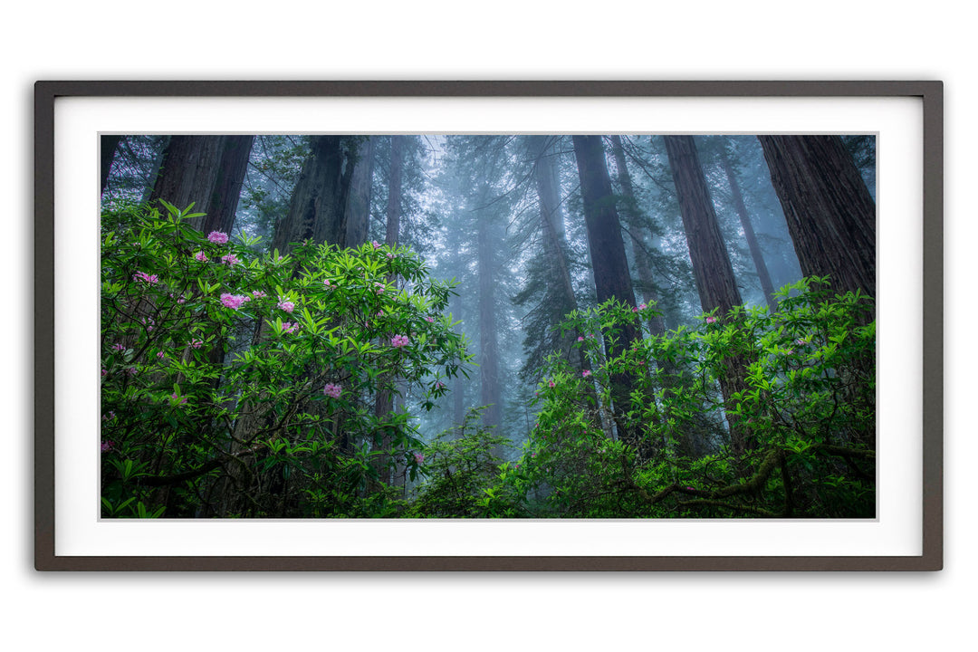 Redwoods and Rhododendrons Near Crescent City, CA - Framed Lustre Print