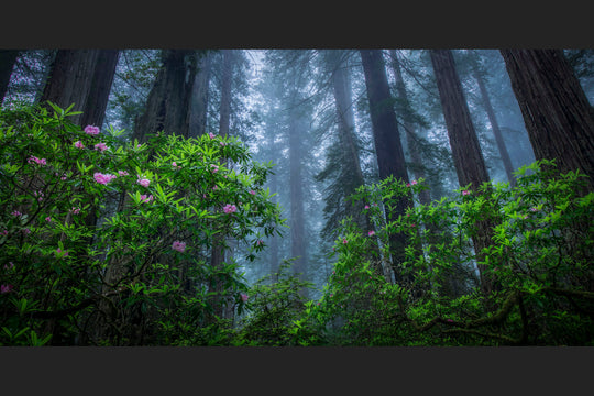 Land of the Giants, Del Norte Redwoods, California