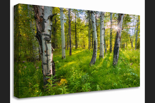 Sunset Behind Aspen Trees, Sawtooth National Forest, ID - Canvas Gallery Wrap