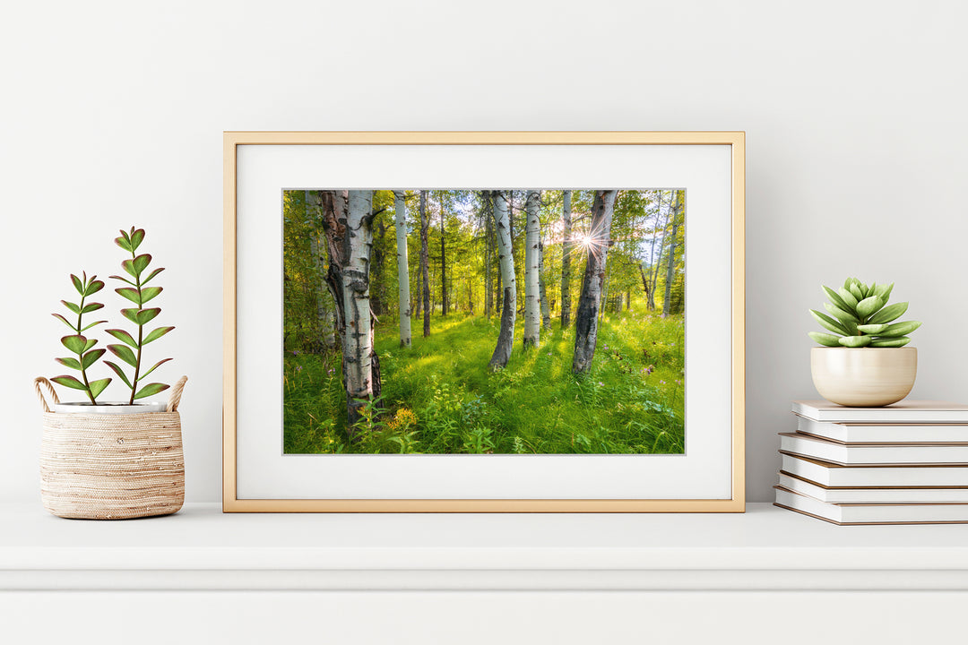 Sunset Behind Aspen Trees, Sawtooth National Forest, ID - Framed Lustre Print