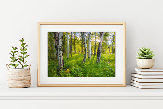 Sunset Behind Aspen Trees, Sawtooth National Forest, ID - Framed Lustre Print