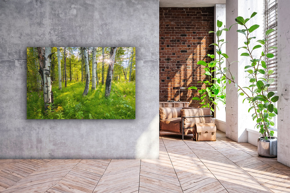 Sunset Behind Aspen Trees, Sawtooth National Forest, ID - Metal Print
