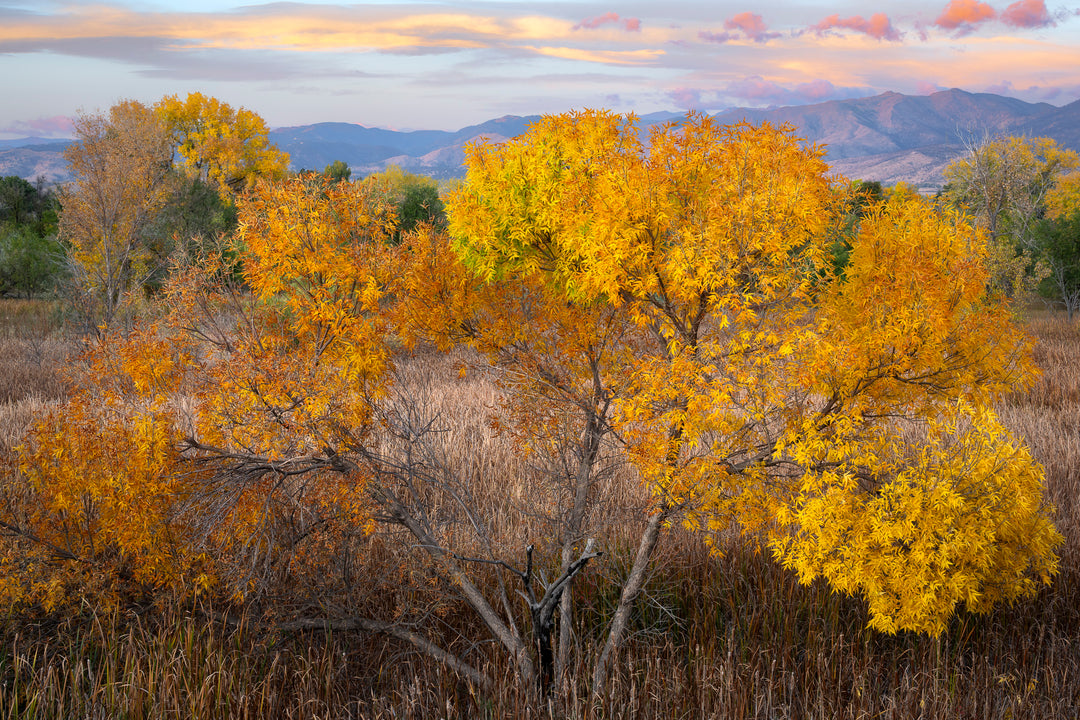 Autumn Leaves, Boulder County, CO