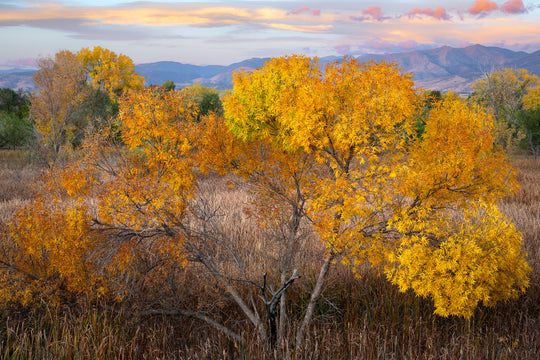 Autumn Leaves, Boulder County, CO
