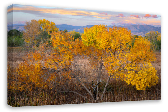 Autumn Leaves, Boulder County, CO - Canvas Gallery Wrap