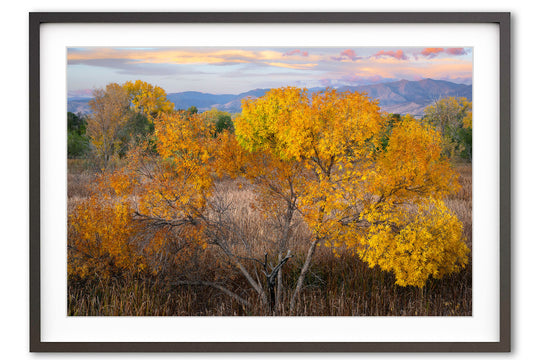 Autumn Leaves, Boulder County, CO - Framed Lustre Print