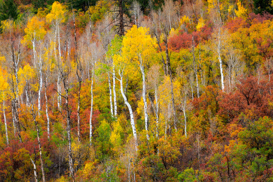 Aspen Forest and Fall Colors, CO