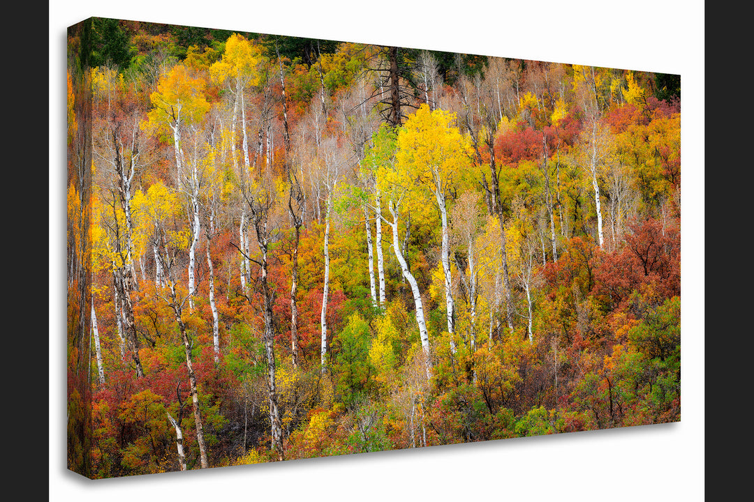 Aspen Forest and Fall Colors, CO - Canvas Gallery Wrap