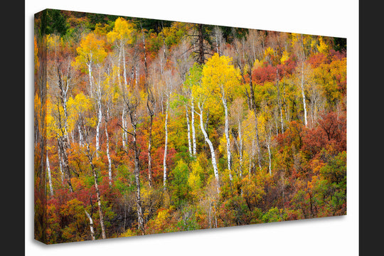 Aspen Forest and Fall Colors, CO - Canvas Gallery Wrap