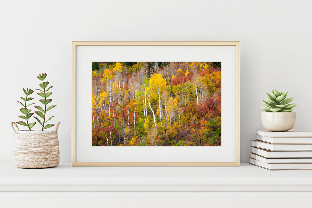 Aspen Forest and Fall Colors, CO - Framed Lustre Print