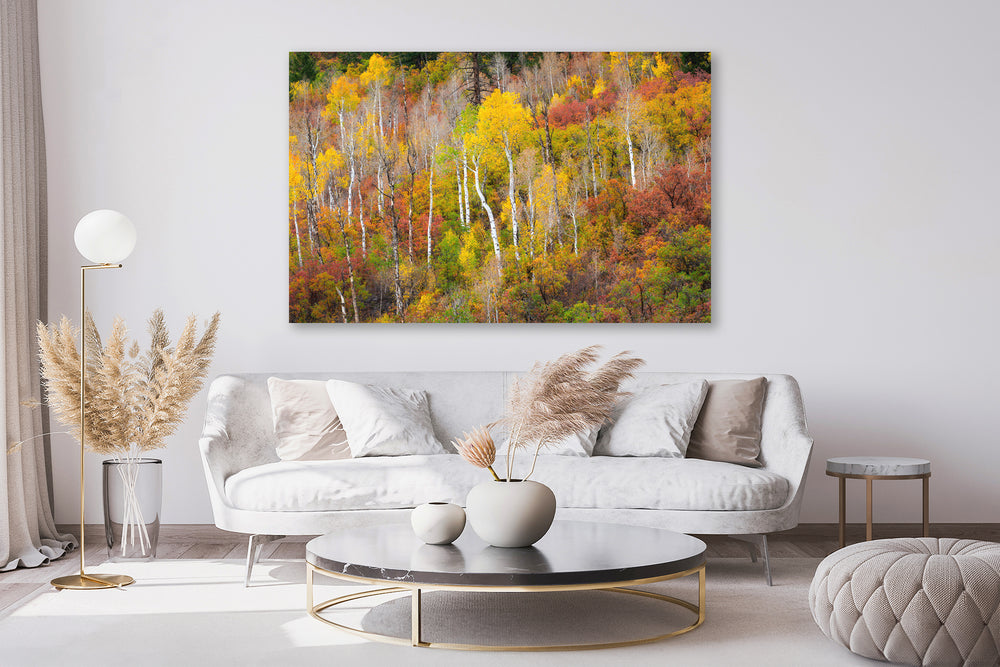 Aspen Forest and Fall Colors, CO - Metal Print